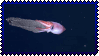 squib